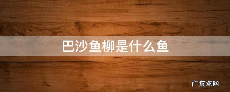 巴沙鱼柳是海鱼吗 巴沙鱼柳是什么鱼