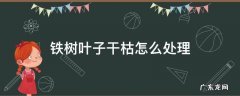 铁树叶子干枯是怎么回事 铁树叶子干枯怎么处理