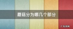 蘑菇分成几部分 蘑菇分为哪几个部分