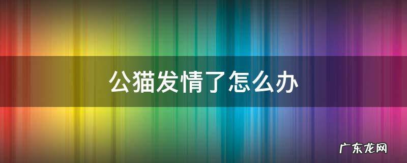 公猫发情了怎么办