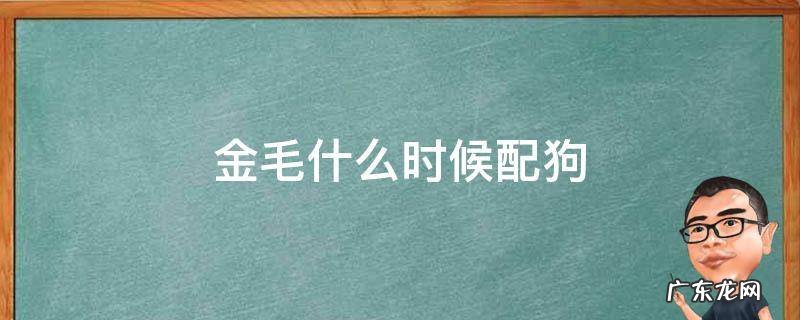金毛什么时候配狗 金毛几月份可以配狗