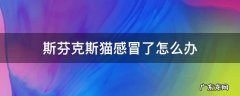 斯芬克斯猫感冒了怎么办 斯芬克斯猫咳嗽怎么办