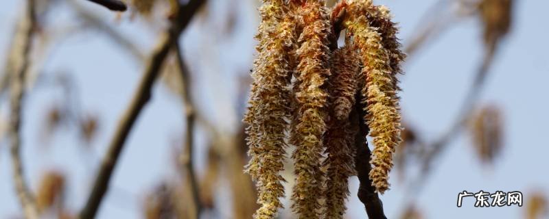 杨树花怎么吃法 杨树花怎么吃好吃