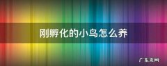 刚刚孵化的小鸟怎么养 刚孵化的小鸟怎么养