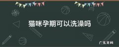猫咪孕后期可以洗澡吗 猫咪孕期可以洗澡吗
