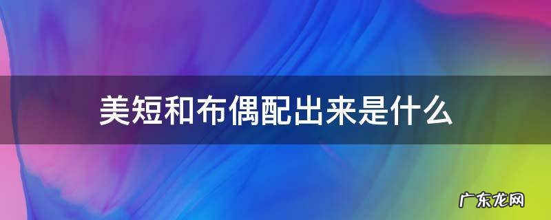 美短和布偶配出来的 美短和布偶配出来是什么