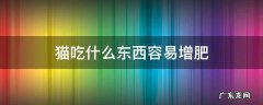 猫吃什么东西容易增肥 猫咪吃什么容易增肥