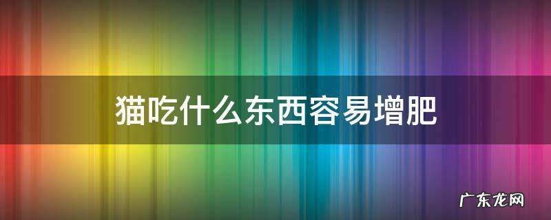 猫吃什么东西容易增肥 猫咪吃什么容易增肥
