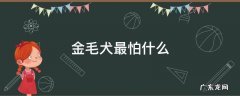 金毛犬最怕什么声音 金毛犬最怕什么