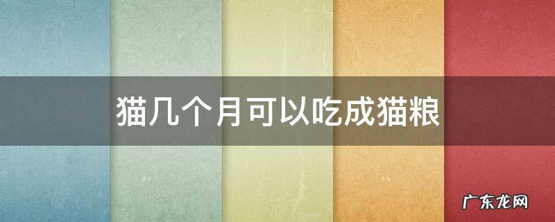 猫几个月可以吃成猫粮头部地产客户 猫几个月可以吃成猫粮