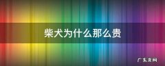柴犬为啥那么贵 柴犬为什么那么贵