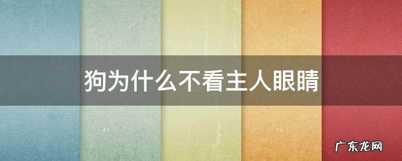 为什么不能看小狗的眼睛 狗为什么不看主人眼睛