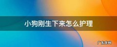 刚生下的狗狗怎么护理 小狗刚生下来怎么护理