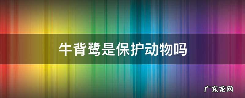 牛背鹭国家保护吗 牛背鹭是保护动物吗