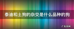 泰迪和土狗的杂交是什么品种的狗 泰迪和土狗配的话生出什么样的狗