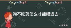 狗狗不吃药怎么喂药 狗不吃药怎么才能喂进去