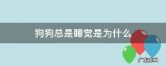 狗狗总是睡觉是为什么 狗狗为什么总是睡觉呢