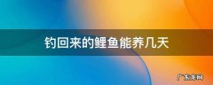 鲤鱼能养多久 钓回来的鲤鱼能养几天