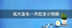 金毛成年犬一天吃多少狗粮 成犬金毛一天吃多少狗粮