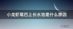 小龙虾尾部起水泡是怎么回事 小龙虾尾巴上长水泡是什么原因