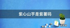 紫心山芋是紫薯吗 紫芋是不是紫薯