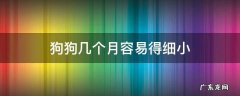 狗狗几个月容易得细小 狗狗几个月容易得细小病毒