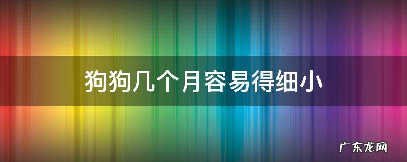 狗狗几个月容易得细小 狗狗几个月容易得细小病毒
