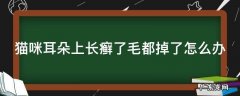 人得猫癣的初期图片 猫咪耳朵上长癣了毛都掉了怎么办