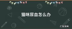 猫咪尿血怎么办吃什么药 猫咪尿血怎么办