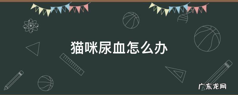 猫咪尿血怎么办吃什么药 猫咪尿血怎么办