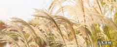 芦苇外形描述 芦苇的外形和特点