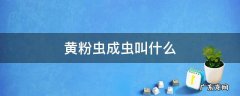 黄粉虫是什么 黄粉虫成虫叫什么