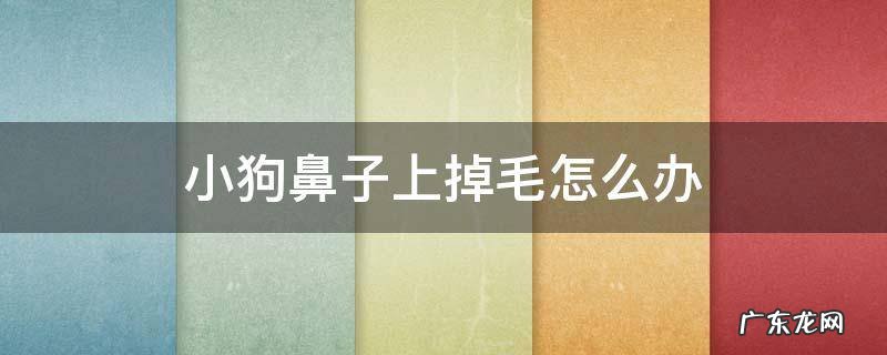 小狗鼻子上掉毛怎么办 小狗鼻子上面掉毛