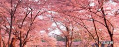 赣州樱花节是几月几日 赣县樱花节是几月几日