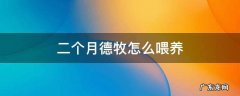 二个月德牧怎么喂养 二个月的德牧怎么喂养
