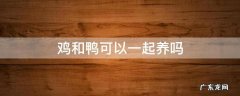 鸡和鸭可以一起养吗 鸡和鸭能不能一起养
