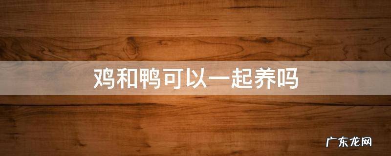 鸡和鸭可以一起养吗 鸡和鸭能不能一起养