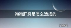 狗狗怎么会得肝炎 狗狗肝炎是怎么造成的