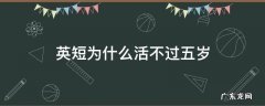 英短为什么活不过五岁 英短能活到几岁