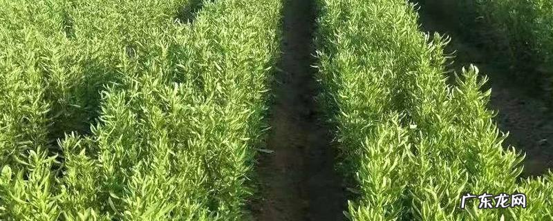皮兰菊是金丝皇菊吗 皮兰菊是什么