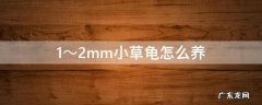 1～2mm小草龟怎么养互动 1～2mm小草龟怎么养