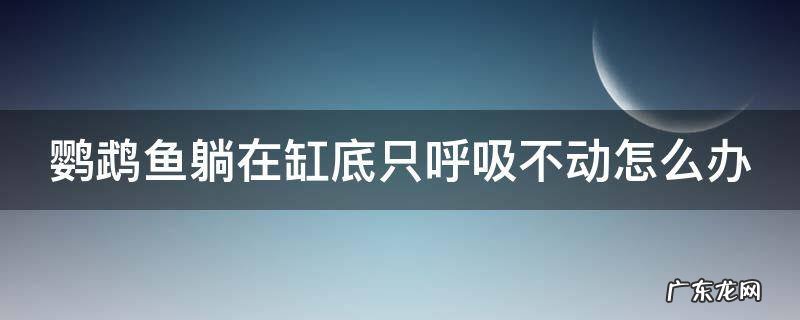 鹦鹉鱼躺在缸底是什么原因 鹦鹉鱼躺在缸底只呼吸不动怎么办