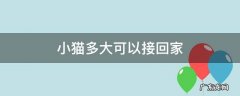 小猫多久接回家比较好 小猫多大可以接回家