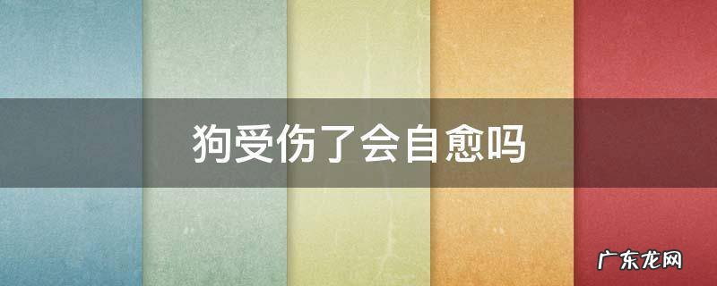 狗狗挫伤能自愈吗 狗受伤了会自愈吗