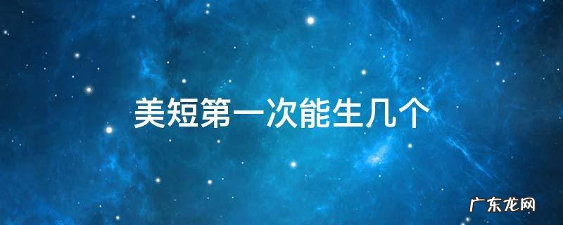美短第一次能生几个 美短一次生几只