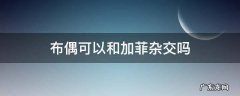 布偶和加菲能不能生出加菲 布偶可以和加菲杂交吗
