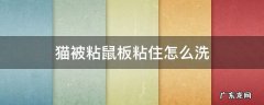 猫被粘鼠板粘了怎样清洗 猫被粘鼠板粘住怎么洗