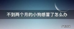 两个月的小狗感冒了该怎么办 不到两个月的小狗感冒了怎么办