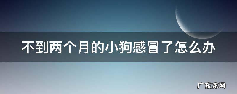 两个月的小狗感冒了该怎么办 不到两个月的小狗感冒了怎么办