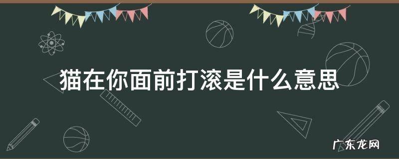 为什么猫在你面前打滚 猫在你面前打滚是什么意思
